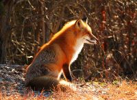 [红色的狐狸]女人梦见红色的狐狸