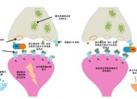 [mechanism意思]mechanisms是什么意思