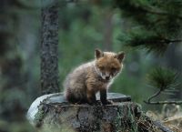 红狐小狐狸-红狐小狐狸的微博