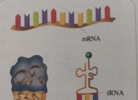 小狐狸钱包里面的RNA基因链是做什么的的简单介绍