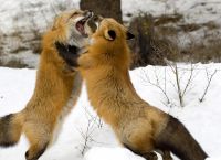 狐狸是国家几级保护动-狐狸是我国几级保护动物