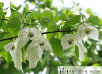 [telcel是什么意思]tencel是什么意思中文