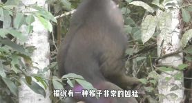 电报猴网易原视频，电报telegeram官网入口