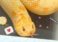 蛇缠大猪是什么动物:蛇缠大猪是什么动物生肖