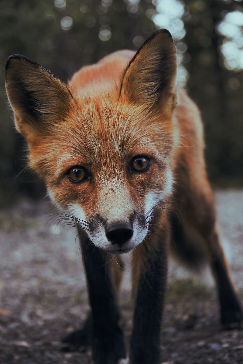 [狐狸是国家几级保护动]狐狸是国家几级保护动物