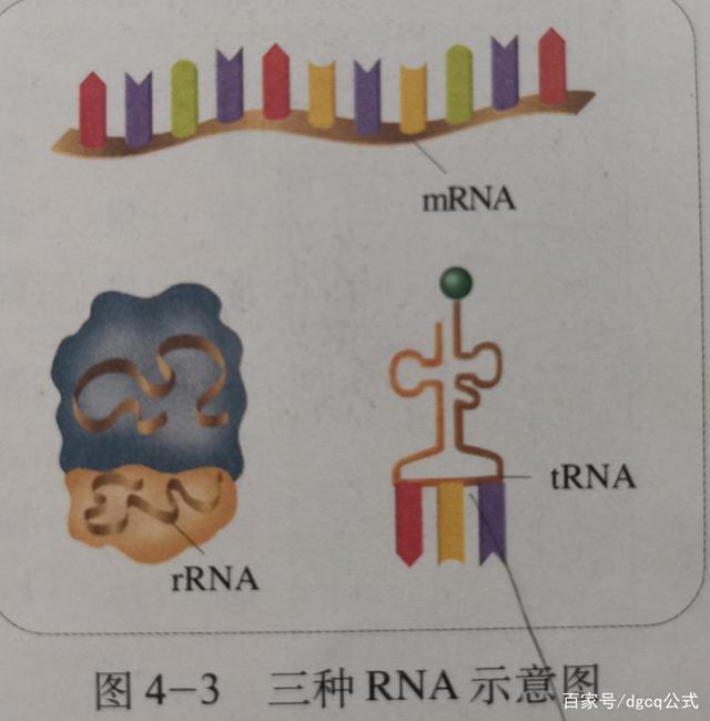 小狐狸钱包里面的RNA基因链是做什么的的简单介绍