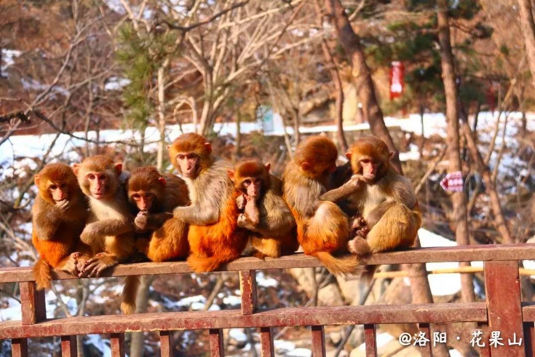 花果山电报猴音频-花果山电报员搞笑视频