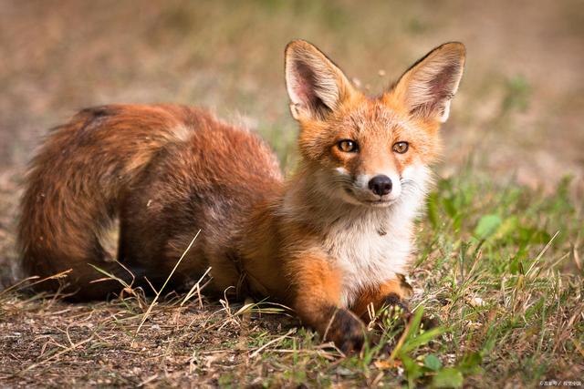 狐狸是国家几级保护动、狐狸属于国家保护动物吗