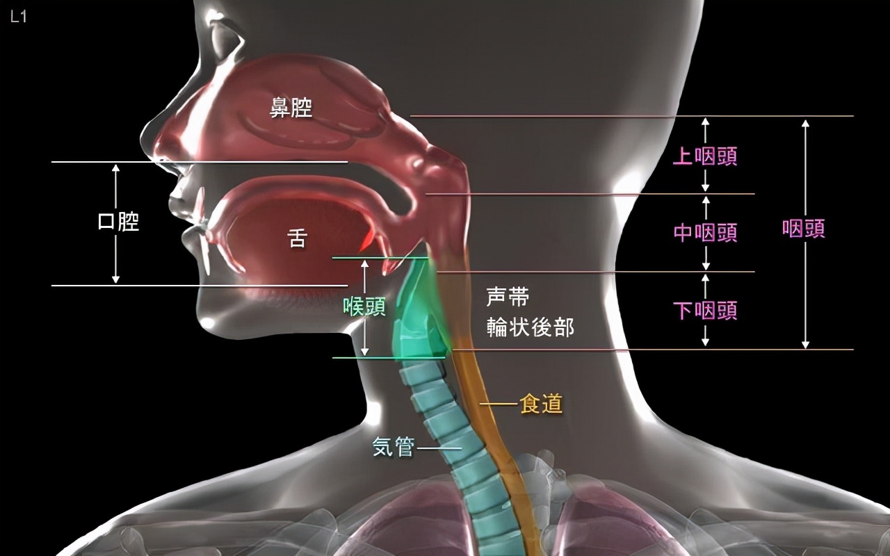 包含身体器官什么部位缩写是TG的词条