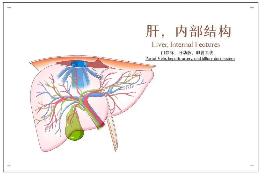 truseltiq，behind的中文翻译