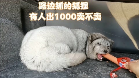 狐狸能卖吗，狐狸可以买吗?