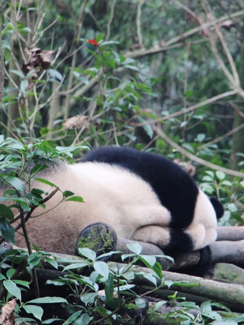 梯子panda，梯子大全vpn